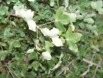 Acer  monspesulanum