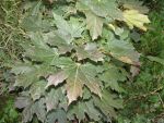 Acer  platanoides