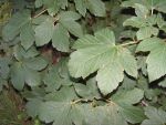Acer  pseudoplatanus