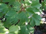 Acer  rubrum  october  glory