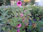 Anisodontea  scabrosa " el rayo "