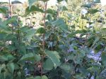 Betula papyrifera