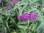 Buddleia  davidii  royal red