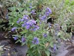 Caryopteris  clandonensis " heavenley blue "