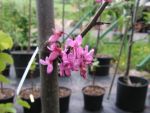 Cercis  siliquastrum
