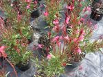 Gaura  lindheimerii  " red  color "