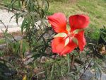 Hibiscus  coccineus