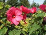 Hibiscus moscheutos