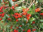 Ilex aquifolium