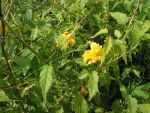 Kerria  japonica  " pleniflora "