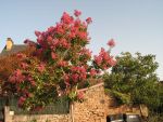 Lagerstroemia  indica  yang - tsé