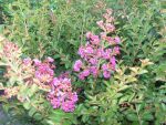 Lagerstroemia  indica  violet d' été