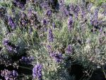 Lavandula  angustifolia  " anna "