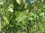 Liquidambar  styraciflua worplesdon