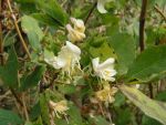 Lonicera  fragrantissima