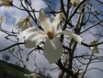 Magnolia  kobus
