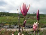 Magnolia soulangeana lennei