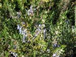 Rosmarinus  officinalis