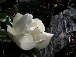 Magnolia  grandiflora  " double nantais "