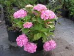 Hydrangea  macrophylla " rosita "