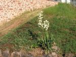 Yucca  filamentosa
