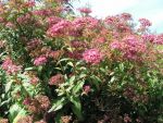Spiraea  x  bumalda  anthonny waterer