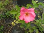 Rosier  liane