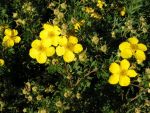 Potentilla  fruticosa  " goldfinger "