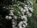Spiraea  x  van  houttei