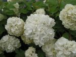 Viburnum  opulus  roseum