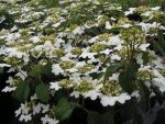 Viburnum  plicatum  lanarth