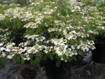 Viburnum  plicatum  summer  snowflake