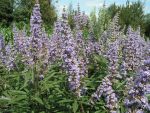 Vitex  agnus  catus  latifolia