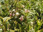 Weigelia  florida " nana variegata "