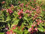 Weigelia hybrida  " bristol ruby "