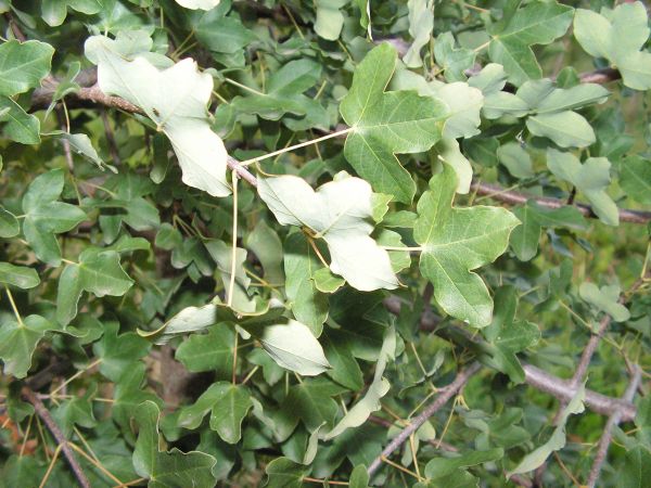 ACER  MONSPESULANUM