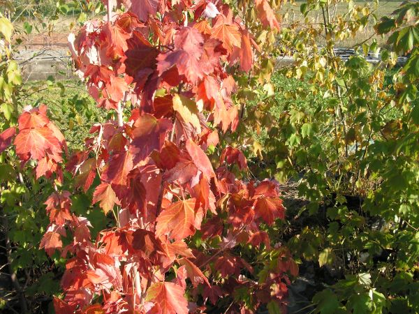 ACER  RUBRUM  october  glory
