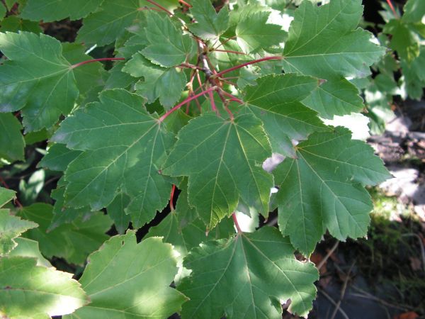 ACER  RUBRUM  october  glory