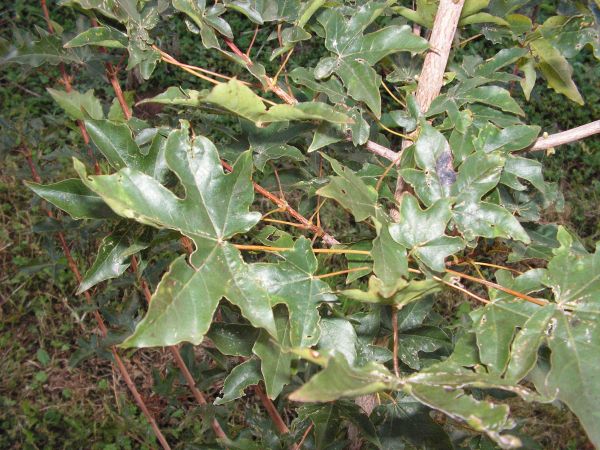 ACER  X  ZOECHENSE  annae