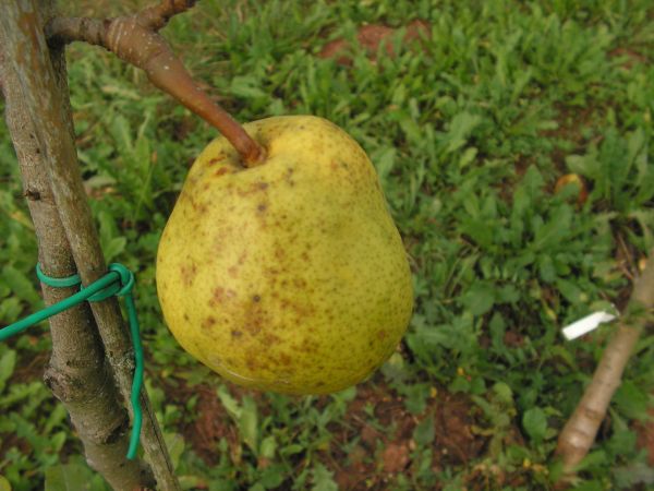DUCHESSE  D'ANGOULEME