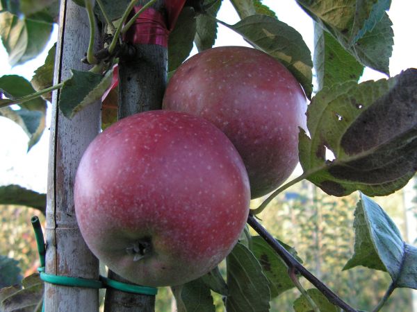Reinette  rouge  étoilée