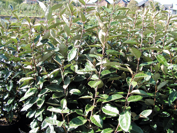 Plantes de haies - Pépinières du Rougier