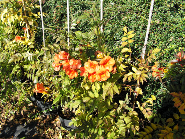 Plantes grimpantes - Pépinières du Rougier
