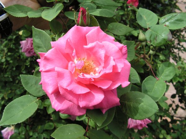 Rosiers - Pépinières du Rougier