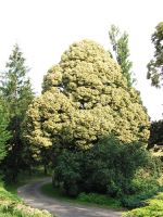 Arbres d'ornement