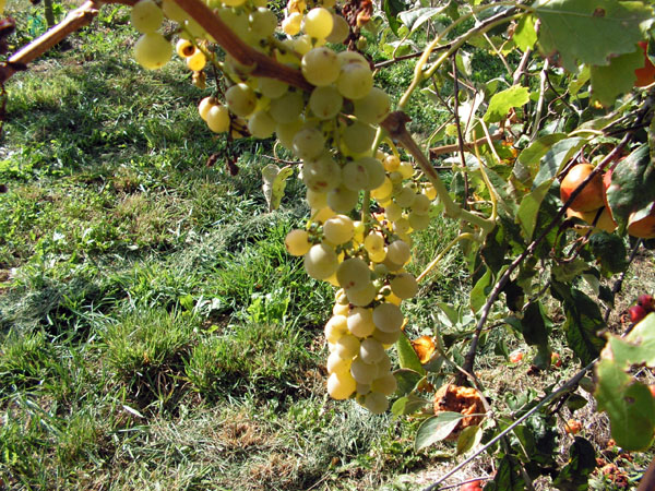 Vignes - Pépinières du Rougier