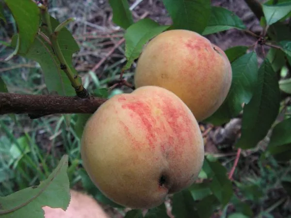 Arbres fruitiers - Pépinières du Rougier