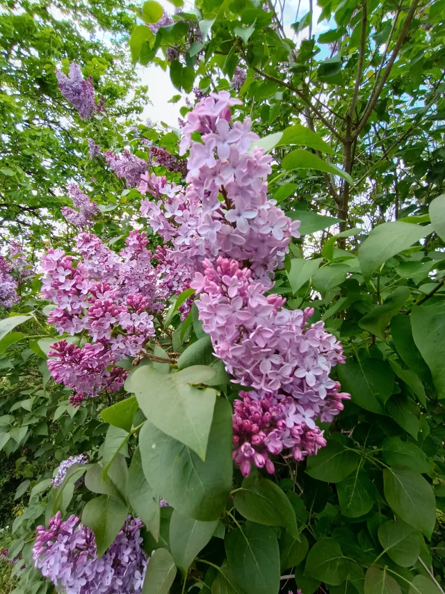 Lilas en fleur - Pépinières du Rougier