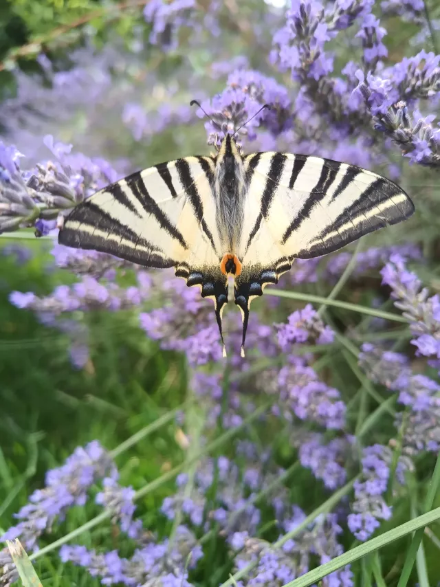 Papillon flambé sur perovskia - Pépinières du Rougier
