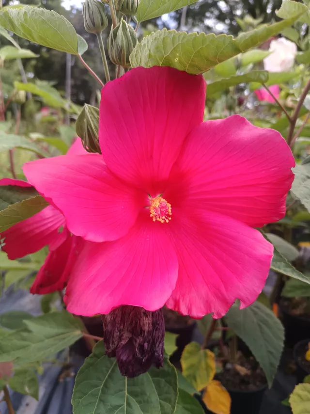 Hibiscus en fleur - Pépinières du Rougier